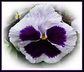 Picture Title - Purple and White Pansy