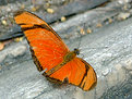 Picture Title - Orange_Wings