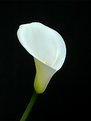 Picture Title - Lily 2