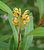 Grevillea Orange Marmalade