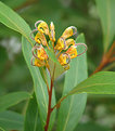 Picture Title - Grevillea Orange Marmalade