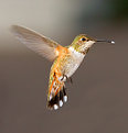 Picture Title - Female Rufous Hummingbird