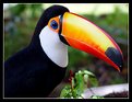 Picture Title - Toucan