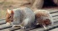 Picture Title - SQUIRREL