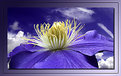 Picture Title - Purple clematis