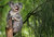 Laughing Koala