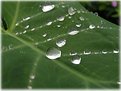 Picture Title - drops