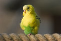 Picture Title - Budgie