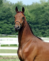 Picture Title - Yearling Filly