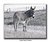 Horse Ranch Donkey
