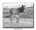 Picture Title - Horse Ranch Donkey