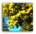 Picture Title - Mimosa