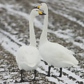 Picture Title - Whooper