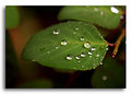 Picture Title - Perfect Droplets