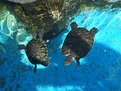 Picture Title - Turtles