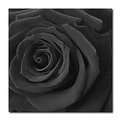 Picture Title - a black rose?