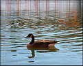 Picture Title - The Gates Reflected