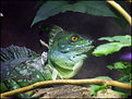 Picture Title - yellow eye