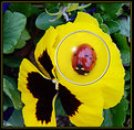 Picture Title - Lady Bug