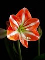 Picture Title - First amaryllis of the year