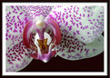 Picture Title - Orchid no. 5