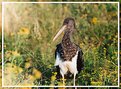 Picture Title - Young black stork