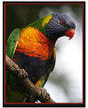 Picture Title - Rainbow Lorikeet 2