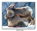 Picture Title - Bighorn Sheep