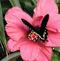 Picture Title - papillon 3