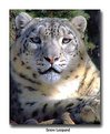 Picture Title - Snow Leopard