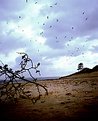 Picture Title - Desolate beach