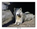 Picture Title - Wolf in Lair