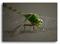 Picture Title - The Secret World of The Dragonfly