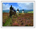Picture Title - Horses and heather
