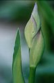 Picture Title - Iris Bud
