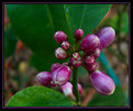 Picture Title - 1st Lemon Tree Buds