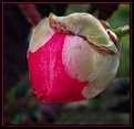 Picture Title - 1st Camellia Bud