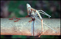Picture Title - Ants