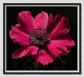 Picture Title - cherise anemone