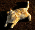 Picture Title - Golden cat