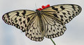 Picture Title - Butterfly