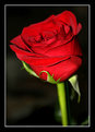 Picture Title - the traditional rose