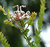 Grevillea buxifolia