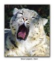 Picture Title - Snow Leopard Yawn