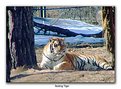 Picture Title - Resting Tiger