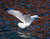 winter gull