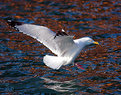 Picture Title - winter gull
