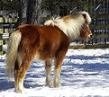 Picture Title - Shetland Pony