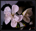 Picture Title - 1st White Geranium