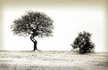 Picture Title - Two Winter Trees